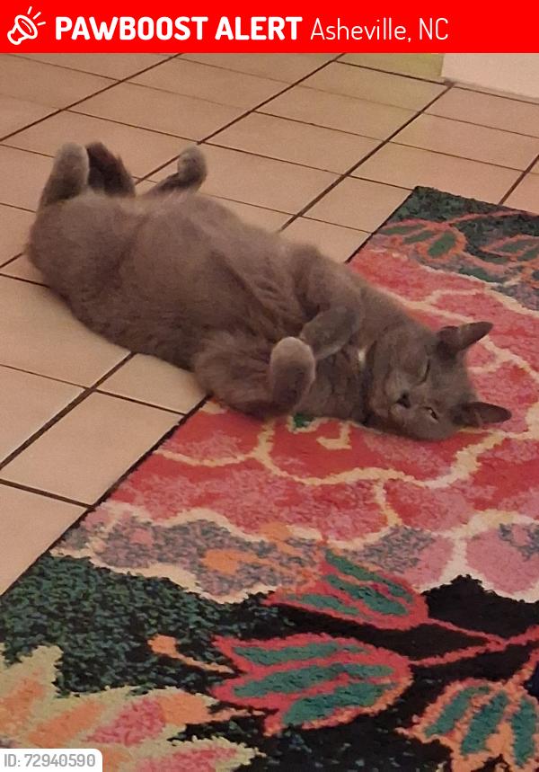 Lost Male Cat last seen Near Brownstone drive,  Oakview Road , Asheville, NC 28806