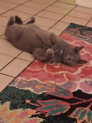 Lost Male Cat last seen Near Brownstone drive,  Oakview Road , Asheville, NC 28806