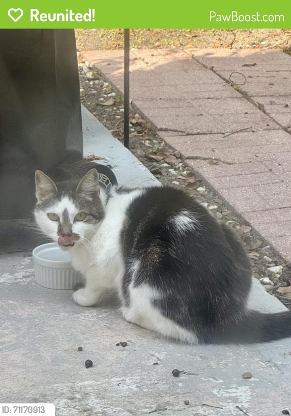 Reunited Unknown Cat last seen Clifford Dr, Orlando, FL 32804, USA, Orlando, FL 32804