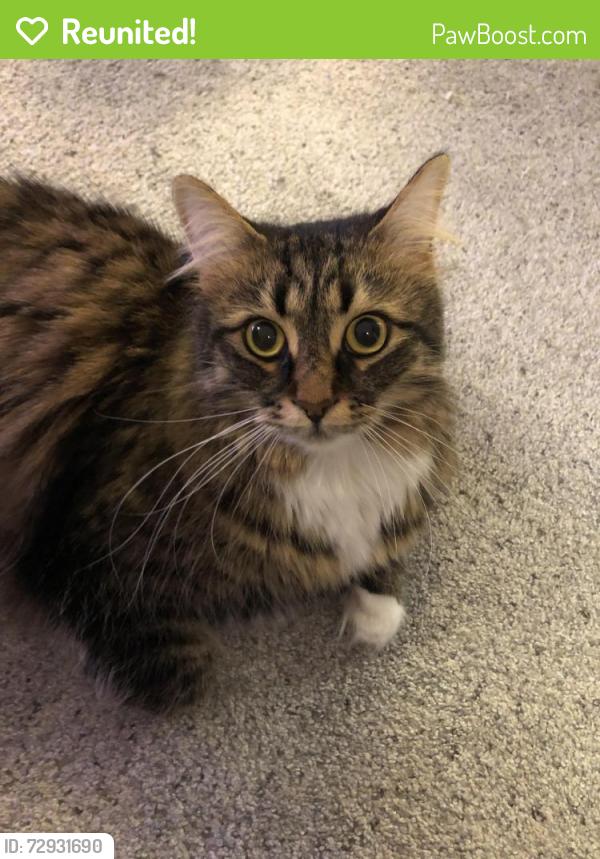 Reunited Female Cat last seen Railton and Dunctonwood , London, ON N5V 4W6