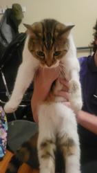 Reunited Female Cat last seen St.Clair and Wheeler, Saint Paul, MN 55105