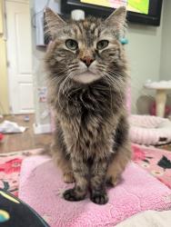 Lost Female Cat last seen Everett street , Lynbrook, NY 11563