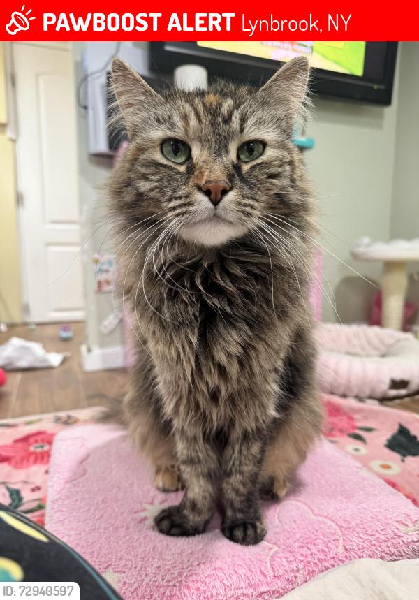 Lost Female Cat last seen Everett street , Lynbrook, NY 11563