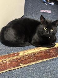 Lost Male Cat last seen whitley street/christchurch road, Berkshire, England RG2