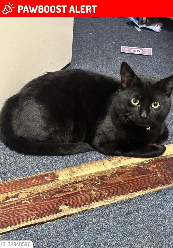 Lost Male Cat last seen whitley street/christchurch road, Berkshire, England RG2