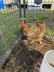 Shelter Stray Female Chicken last seen New Bern, NC 28562, New Bern, NC 28562