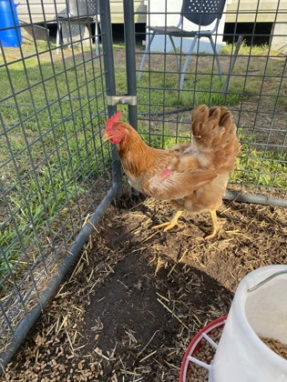 Shelter Stray Female Chicken last seen New Bern, NC 28562, New Bern, NC 28562