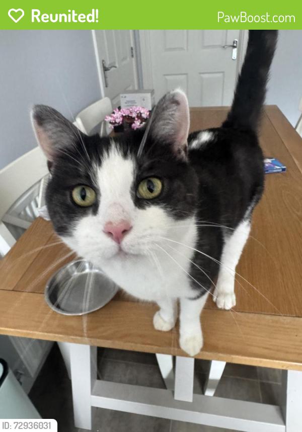Reunited Male Cat last seen Overstone care home / Overstone leys Aldi , West Northamptonshire, England NN6 0FU