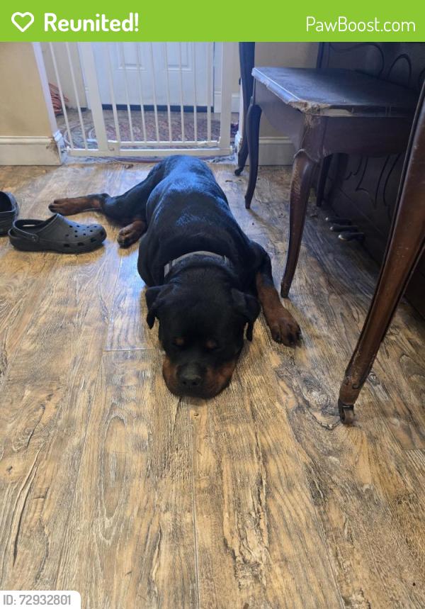 Reunited Male Dog last seen Wilma court, Port Jefferson Station, NY 11776