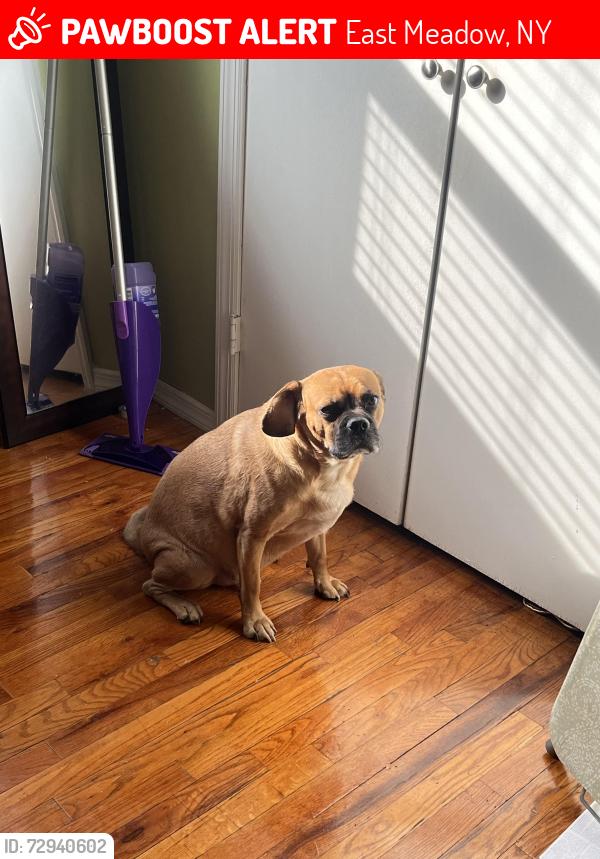 Lost Male Dog last seen Woodland middle school , East Meadow, NY 11554