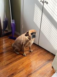 Lost Male Dog last seen Woodland middle school , East Meadow, NY 11554