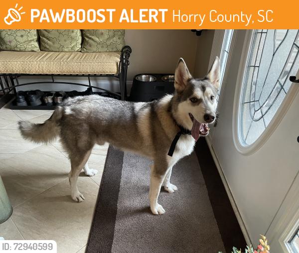 Found/Stray Male Dog last seen Near highway 17 bypass - The Lakes, Horry County, SC 29588