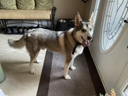 Found/Stray Male Dog last seen Near highway 17 bypass - The Lakes, Horry County, SC 29588