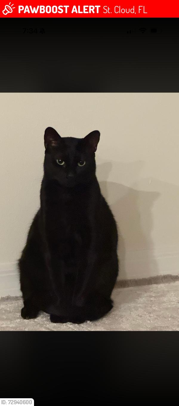 Lost Male Cat last seen Cedar point Dr, St. Cloud, FL 34771
