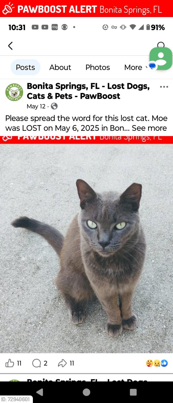 Lost Male Cat last seen Morton and Terry st Bonita springs Florida , Bonita Springs, FL 34135