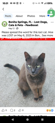 Lost Male Cat last seen Morton and Terry st Bonita springs Florida , Bonita Springs, FL 34135