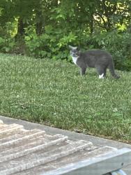 Found/Stray Unknown Cat last seen Roberta Woods, Concord, NC 28027