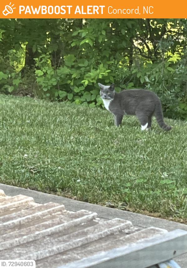 Found/Stray Unknown Cat last seen Roberta Woods, Concord, NC 28027