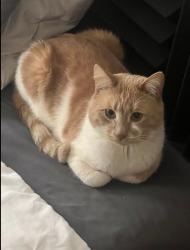Lost Male Cat last seen Pleasant St and Hope St, Providence, RI 02906