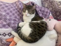 Reunited Female Cat last seen Chateaubriand and Cherrier, Montréal, QC H2L 4G9