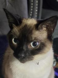 Lost Female Cat last seen Edward dr or coralie , Hamilton, OH 45013