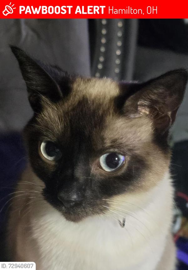 Lost Female Cat last seen Edward dr or coralie , Hamilton, OH 45013
