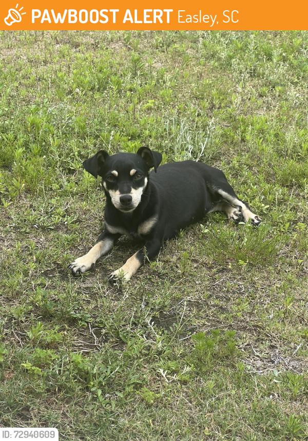 Found/Stray Female Dog last seen Sam’s Club, Tractor Supply, Easley, SC 29640