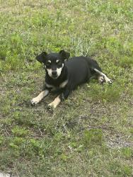 Found/Stray Female Dog last seen Sam’s Club, Tractor Supply, Easley, SC 29640