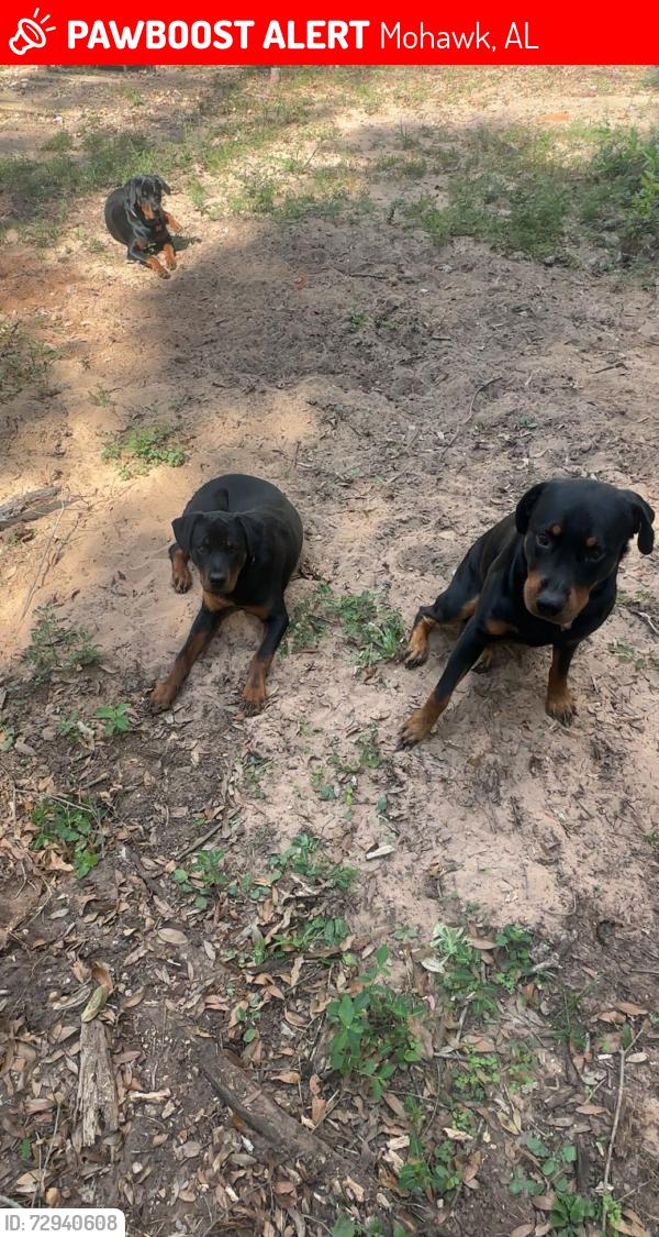 Lost Male Dog last seen Lott rd , Mohawk, AL 36613