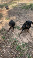 Lost Male Dog last seen Lott rd , Mohawk, AL 36613