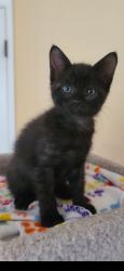 Shelter Stray Male Cat last seen San Diego, CA, 92139, San Diego, CA 92110