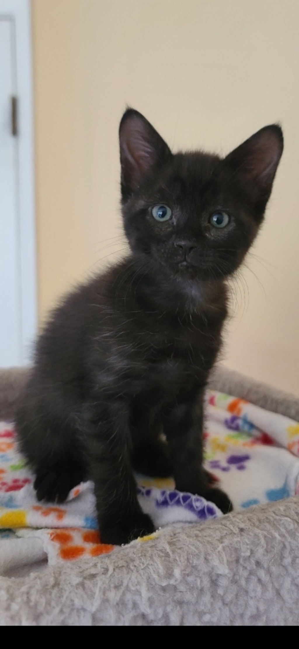 Shelter Stray Male Cat last seen San Diego, CA, 92139, San Diego, CA 92110