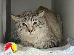 Shelter Stray Male Cat last seen Apt 6N,352 Beekman Avenue, BRONX, NY, 10454, New York, NY 10029