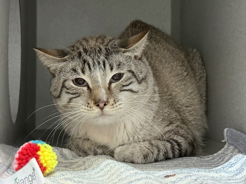 Shelter Stray Male Cat last seen Apt 6N,352 Beekman Avenue, BRONX, NY, 10454, New York, NY 10029