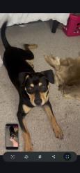 Found/Stray Male Dog last seen North Steele street, Sanford, NC 27330