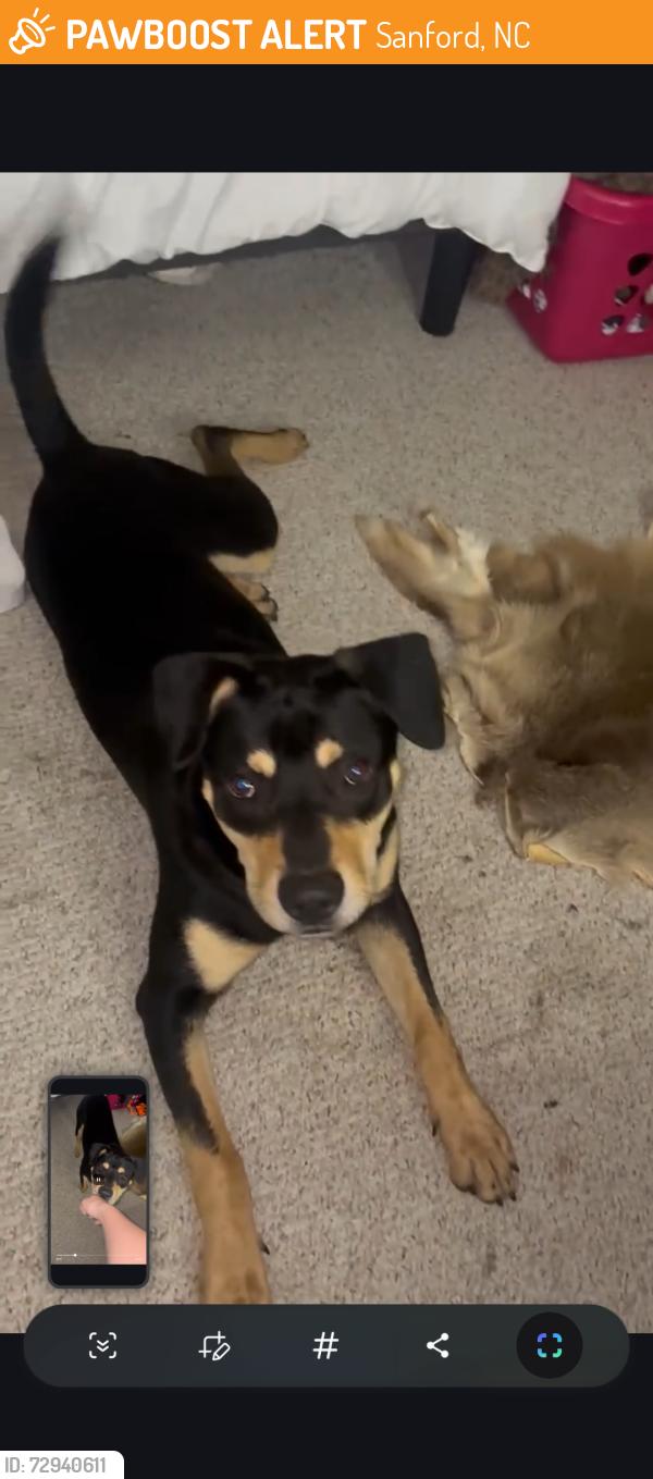 Found/Stray Male Dog last seen North Steele street, Sanford, NC 27330