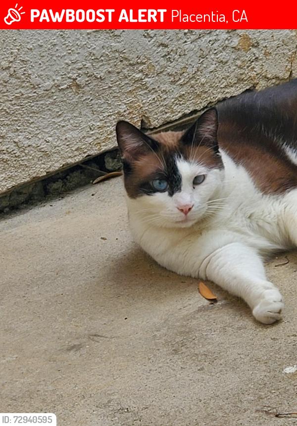Lost Female Cat last seen Kramer and Chapman, Placentia, CA 92870
