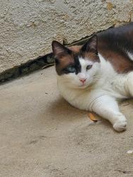 Lost Female Cat last seen Kramer and Chapman, Placentia, CA 92870