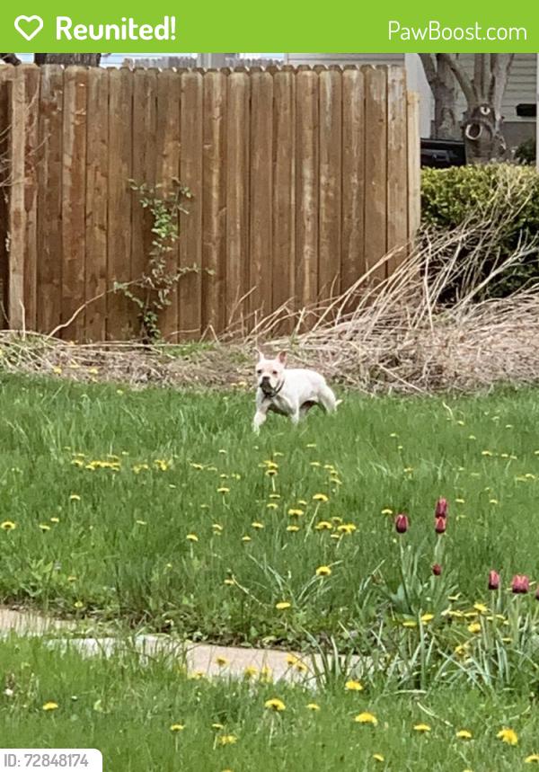 Reunited Female Dog last seen 4th street east & Gotzian street, Saint Paul., Saint Paul, MN 55106