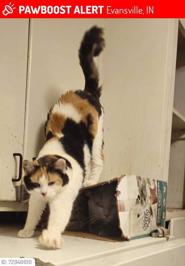 Lost Female Cat last seen Rotherwood and Monroe, Evansville, IN 47714