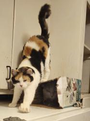 Lost Female Cat last seen Rotherwood and Monroe, Evansville, IN 47714