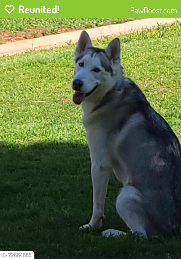 Reunited Male Dog last seen S 59th shields and I-35, Oklahoma City, OK 73149