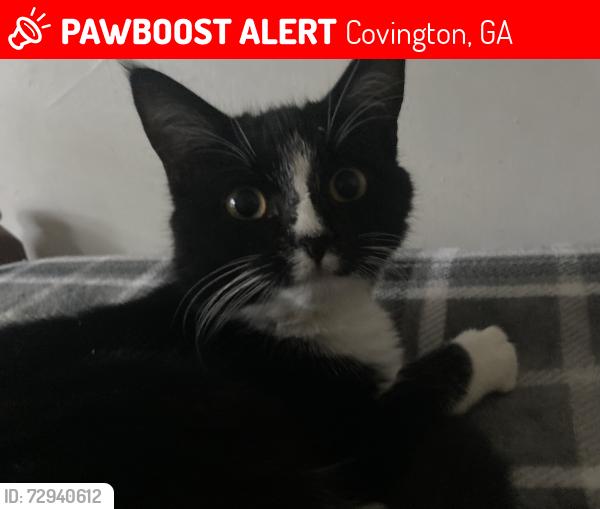 Lost Female Cat last seen N . Nelson Dr . / Bridwell / flt Shoals Rd . , Covington, GA 30014