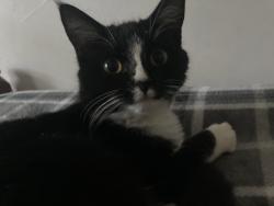 Lost Female Cat last seen N . Nelson Dr . / Bridwell / flt Shoals Rd . , Covington, GA 30014