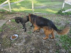 Reunited Female Dog last seen Airport Rd, Marion, NC 28752