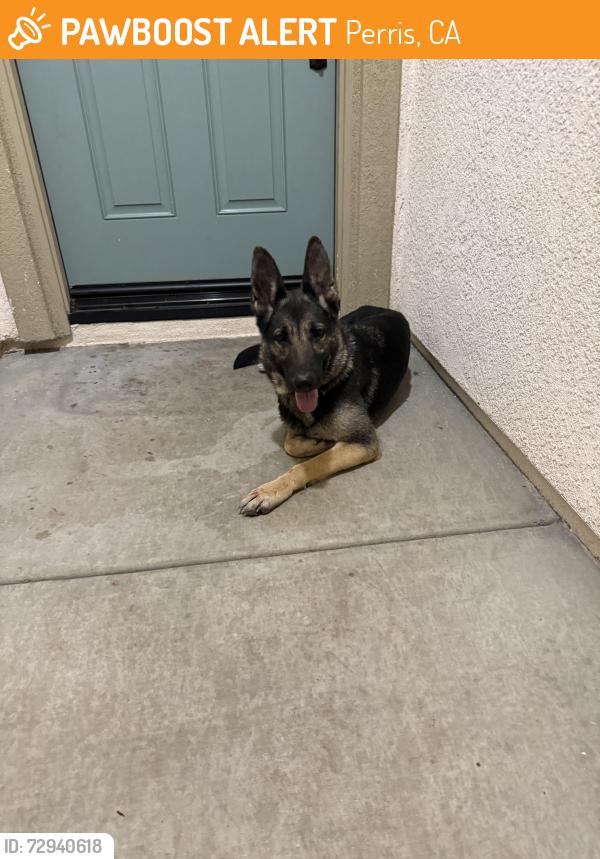Found/Stray Female Dog last seen Bradley, Perris, CA 92571