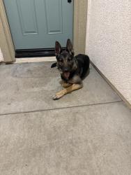 Found/Stray Female Dog last seen Bradley, Perris, CA 92571