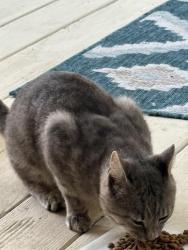 Found/Stray Unknown Cat last seen Countyline, Burlington, ON L7M