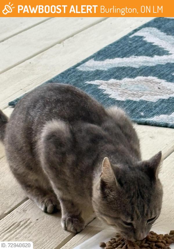 Found/Stray Unknown Cat last seen Countyline, Burlington, ON L7M