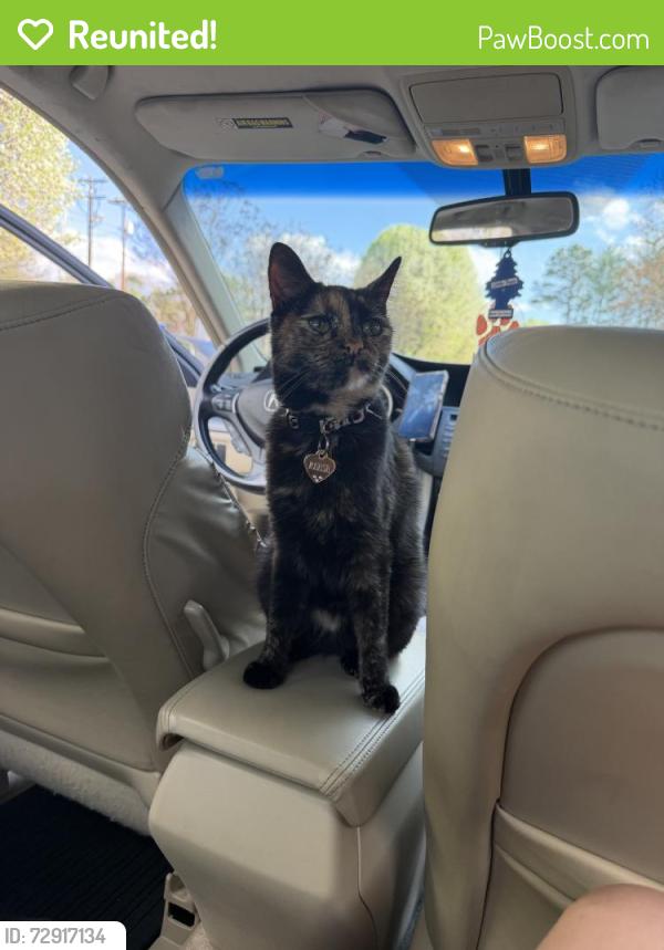 Reunited Female Cat last seen Near Issaqueena Trail, Central, SC 29630, USA, Central, SC 29630